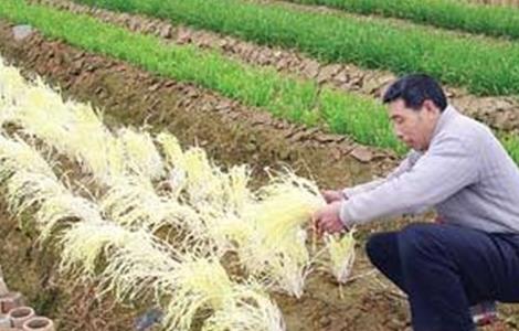 韭黄的种植管理技术 韭黄的种植技术和管理