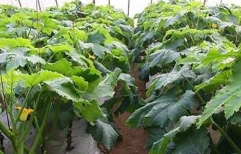 西葫芦的控旺技术 早春西葫芦种植管理技术