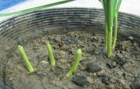 韭菜不分蘖原因及解决方法（韭菜不分蘖原因及解决方法是什么）