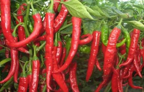 辣椒空心原因及应对措施(泡辣椒空心了是什么原因)