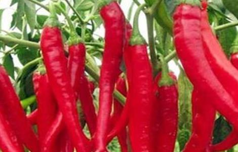 辣椒空心原因及应对措施