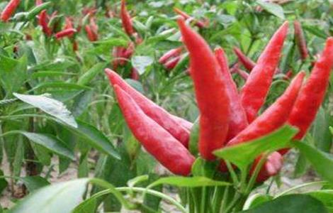 辣椒空心原因及应对措施