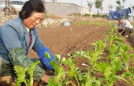 榨菜移栽技术和留种要点 榨菜移栽技术和留种要点