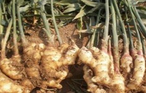 生姜花皮是什么原因(生姜赖皮和花皮区别)