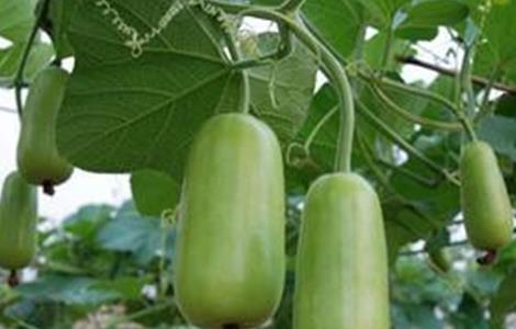 蒲瓜的种植技术 蒲瓜的种植技术与管理