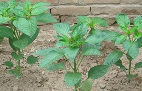 蔬菜苗期常见生理性病害的防治措施（蔬菜常见病害及防治技术）