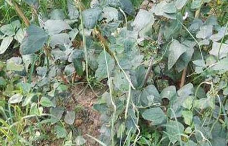 豇豆死滕原因及防治方法 豇豆死滕原因及防治方法