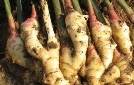 生姜如何留种 生姜如何留种子视频