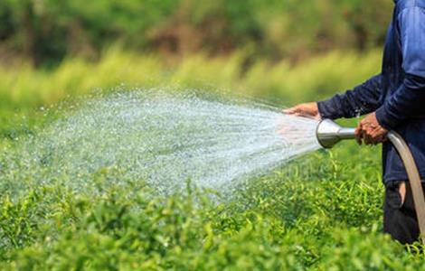 冬季辣椒该怎么浇灌(冬季辣椒该怎么浇灌呢)