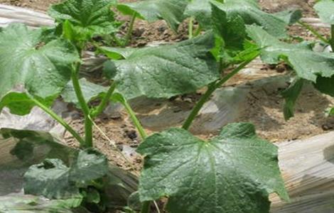 黄瓜死秧怎么回事（黄瓜秧为什么会突然死亡）