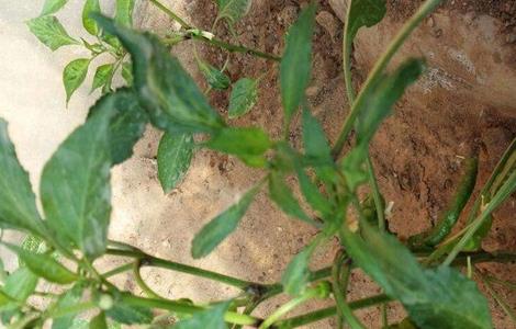 辣椒死秧是什么原因 辣椒死秧是咋回事