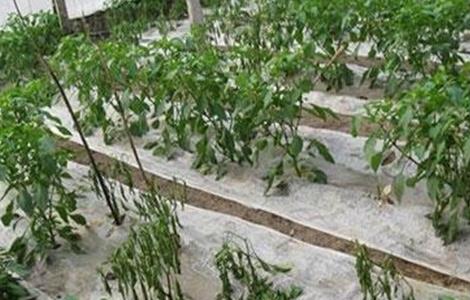 辣椒死秧 什么原因