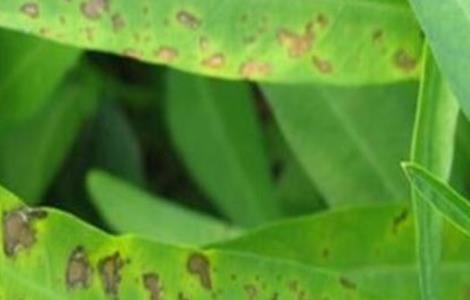 空心菜炭疽病的防治方法 空心菜炭疽病图片