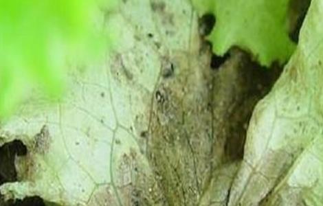 生菜灰霉病的防治方法(生菜灰霉病症状)