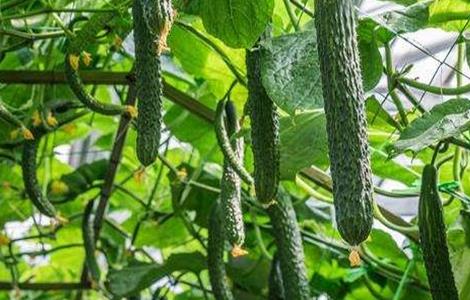 大棚黄瓜留瓜技术 大棚黄瓜留瓜技术要点
