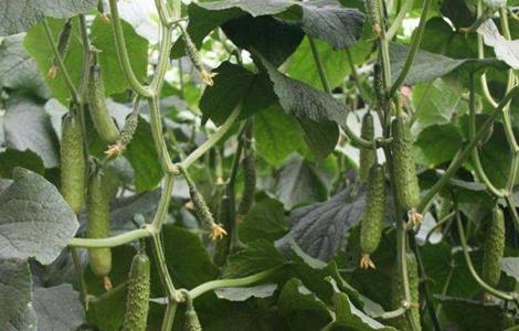 大棚黄瓜 留瓜技术