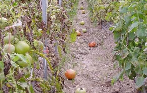 温室番茄落花落果预防措施 日光温室番茄落花落果的原因及对策