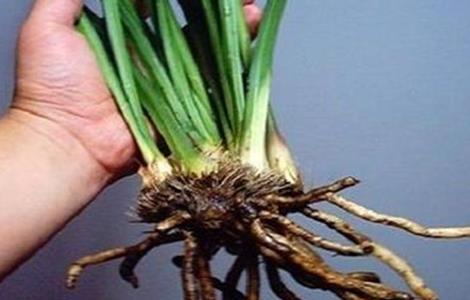 大葱烂根原因及防治方法（大葱烂根原因及防治方法图片）