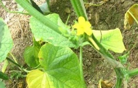 叶类蔬菜黄叶原因及防治方法（叶类蔬菜黄叶原因及防治方法）