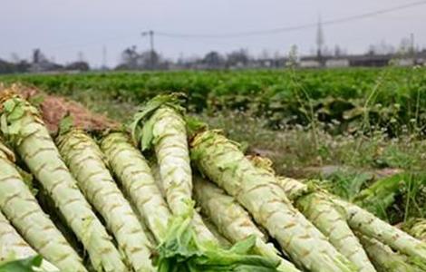 莴笋种植注意事项 莴笋种植注意事项和要求