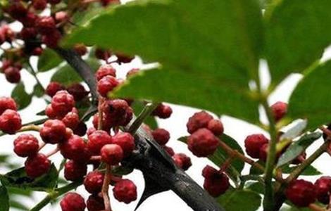 种花椒树有哪些忌讳 种花椒树有哪些忌讳呢