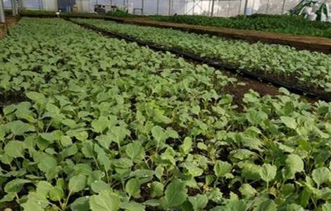 春甘蓝育苗技术（春季甘蓝育苗）