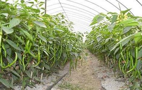 冬季大棚辣椒如何管理 冬季大棚辣椒管理视频及全部图片过程