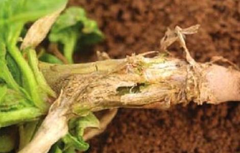 菠菜茎枯病的防治措施（菠菜茎枯病的防治措施图片）