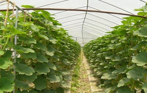 早春南瓜育苗技术 早春南瓜育苗技术要点