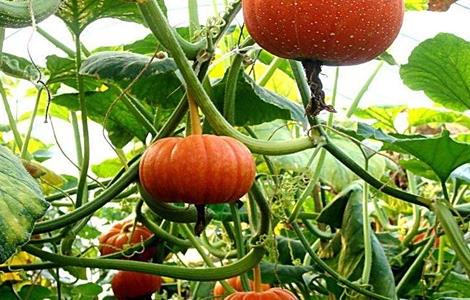 如何提高南瓜产量（南瓜怎么提高产量）