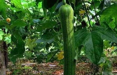 丝瓜盛瓜期如何管理 丝瓜盛瓜期如何管理好