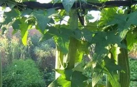 丝瓜盛瓜期 如何管理