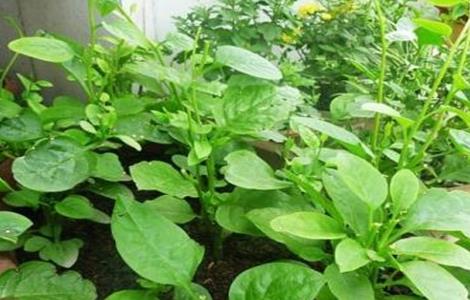 木耳菜种植注意事项 木耳菜种植注意事项有哪些