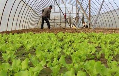 蔬菜使用冲肥注意事项 蔬菜使用冲肥注意事项有哪些