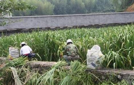 冷水茭白的栽培技术（冷水茭白的栽培技术和管理）