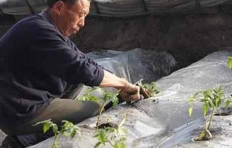 番茄移栽注意事项（番茄移栽注意事项视频）