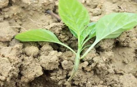 蔬菜死苗的预防措施（蔬菜死苗是什么原因）