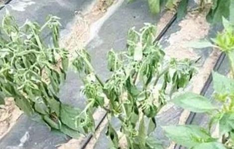 如何防止辣椒移栽后死棵 栽辣椒苗倒了怎么办