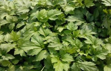 珍珠菜的种植方法 珍珠菜的种植方法和方法