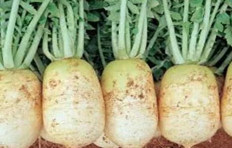 萝卜膨大期管理技术 萝卜膨大期管理技术要点