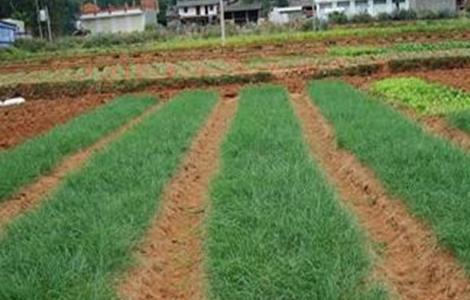 洋葱育苗的主要问题 洋葱育苗的种植技术与管理