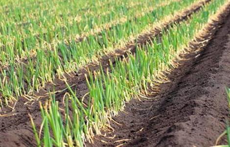 洋葱育苗 主要问题