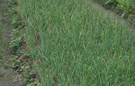 洋葱生长异常的防治措施（洋葱生长异常的防治措施视频）