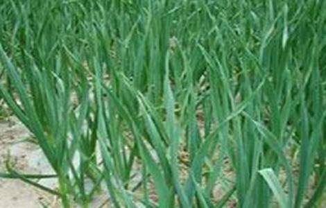 春播大蒜的田间管理 早春大蒜的田间管理