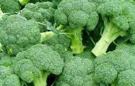 西兰花空茎原因及防治方法 西兰花根部病害