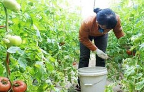 西红柿施肥注意要点（西红柿需要施什么肥料）