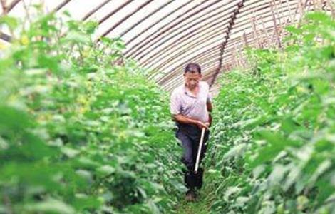 西红柿施肥注意要点