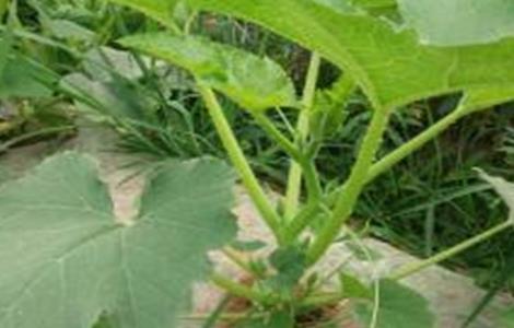西葫芦苗期管理技术(西葫芦中后期田间管理技术)