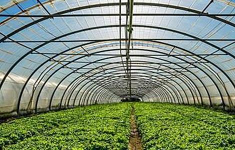 大棚蔬菜控旺技术 大棚蔬菜种植管理技术