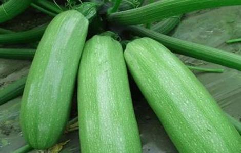 西葫芦的果实管理（西葫芦的果实管理要点）